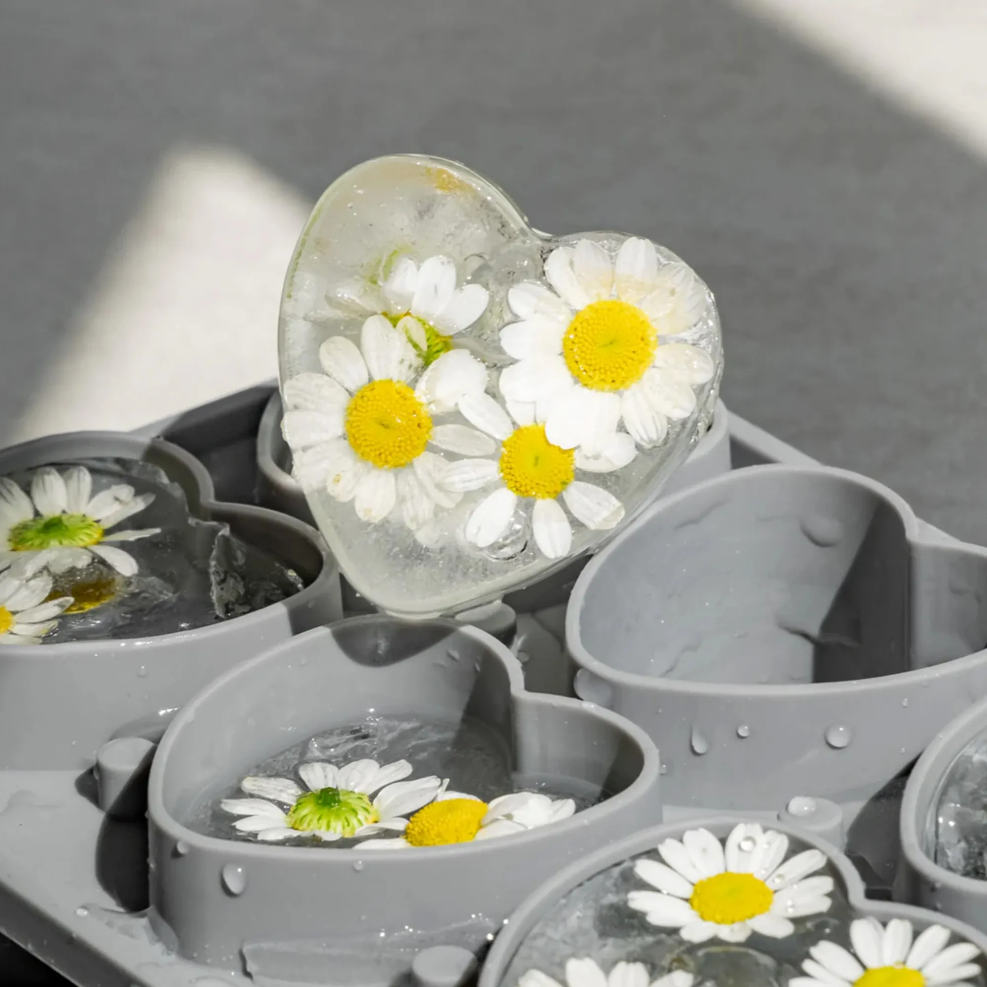 daisy, blumen, herzform, eis, fettae